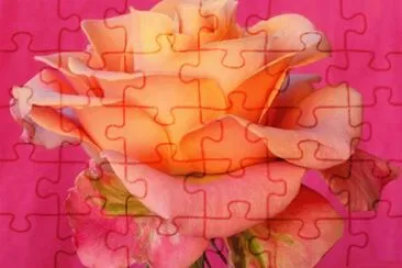 Beautiful Rose jigsaw puzzle