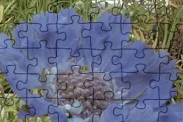 scabieuse du caucase jigsaw puzzle