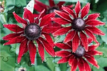 rudbeckias jigsaw puzzle