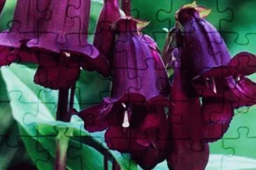 פאזל של penstemon