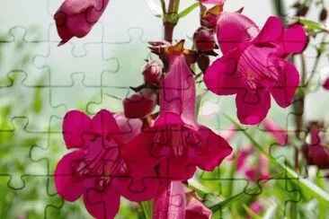 פאזל של penstemon