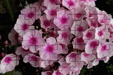 פאזל של phlox