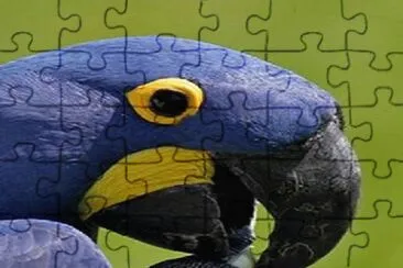 - arara azul!!
