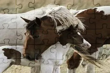 - cavalo!!!
