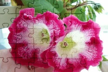 gloxinia
