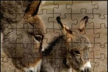 animaux: anes jigsaw puzzle