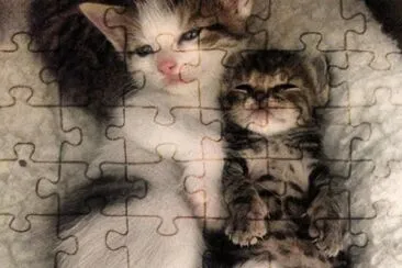animaux: chats