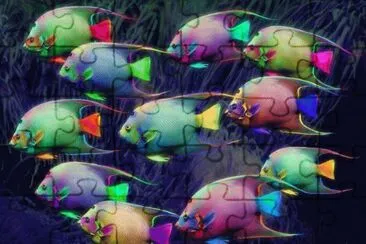 animaux: poissons