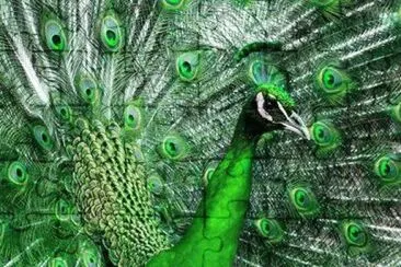 animaux: paon jigsaw puzzle