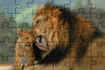 animaux: lions