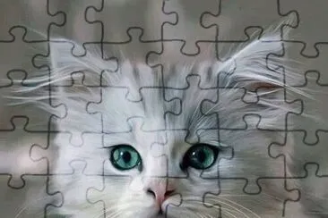 animaux: chaton
