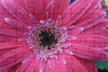 Gerbera Daisy