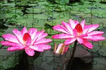 ninfeia Rosa jigsaw puzzle