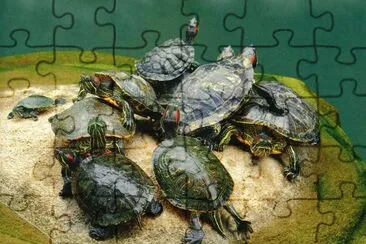 פאזל של Tortugues