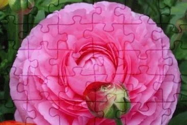 renoncule jigsaw puzzle