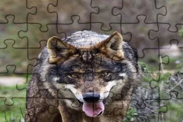 . jigsaw puzzle
