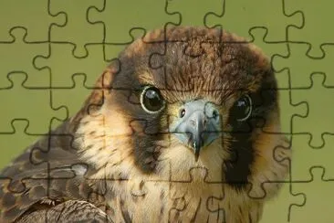 . jigsaw puzzle