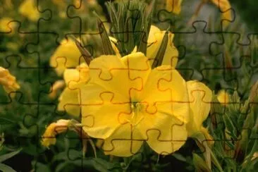 onagre jigsaw puzzle