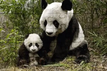 Osos Panda