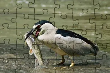 gaviota