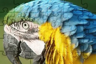 Amazone Parrot