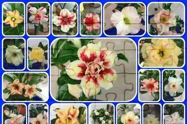 flores