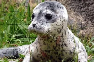 animaux: phoque