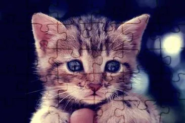animaux: chaton