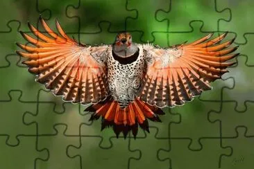 animaux: rapace