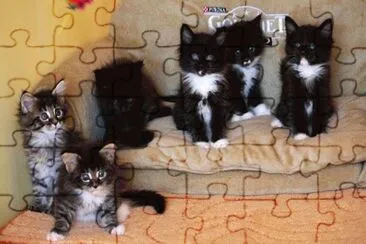animaux: chatons