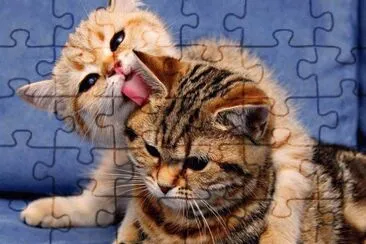 animaux: chatons