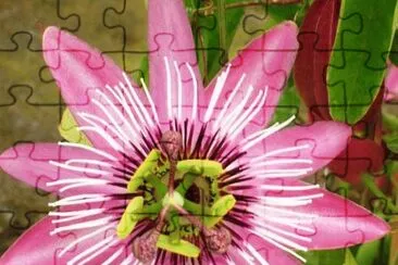 passiflore victoria