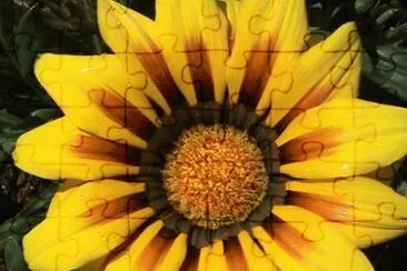Flor amarela jigsaw puzzle