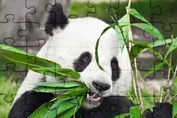 panda