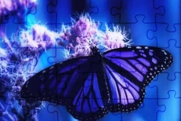 papillon