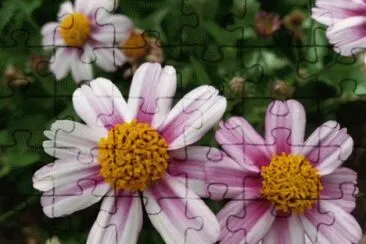 bidens