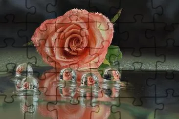 Rosa jigsaw puzzle