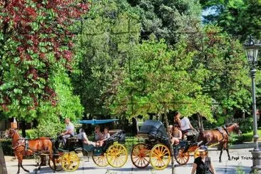 coches de caballo jigsaw puzzle