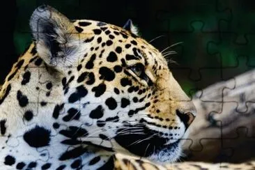 animaux: guÃ©pard