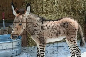 animaux: