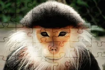 animaux: singe