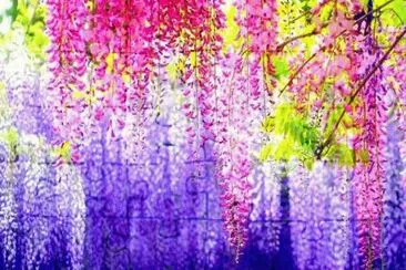 fleurs: glycine