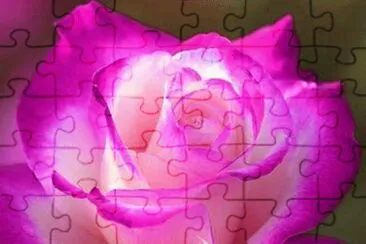 fleurs: rose jigsaw puzzle
