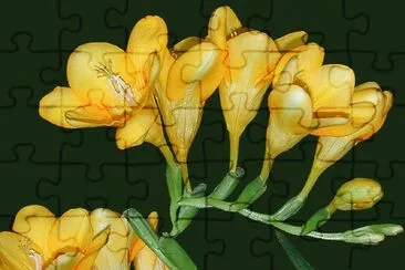 fleurs: freesias