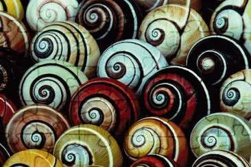 Polymitas snails from Cuba