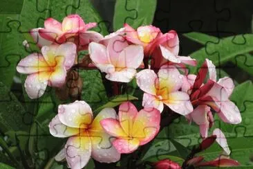 frangipanier