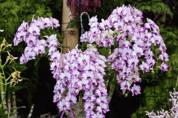 orquidea