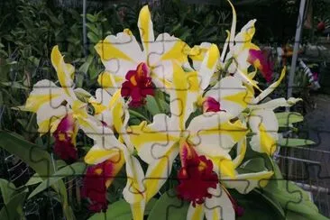 orquidea