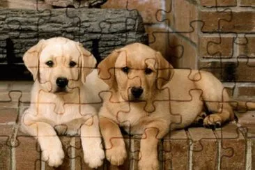 gossets jigsaw puzzle