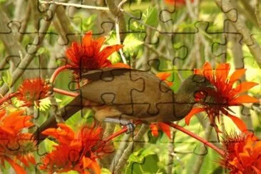 Bird and Flowers